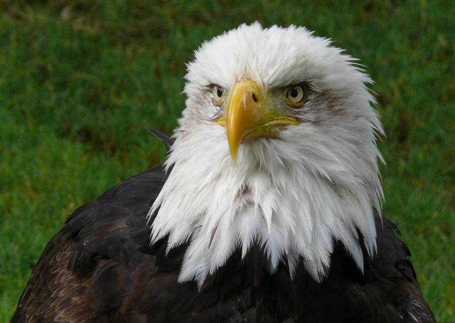 eagle.jpg